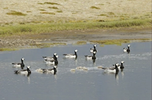 Barnacle Goose (Branta leucopsis) adults with goslings, maternity group swimming on small lake, Iceland, June