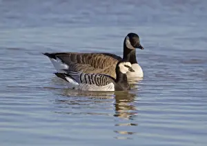 Size Prints: Barnacle Goose (Branta leucopsis) and Canada Goose (Branta canadensis) two adults