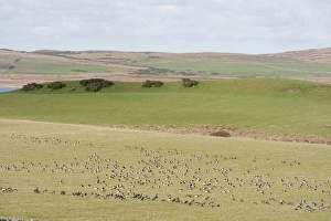 Barnacle Goose (Branta leucopsis) flock, feeding on field in coastal habitat, Islay, Inner Hebrides, Scotland, november