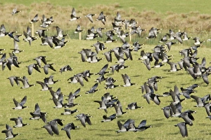 Barnacle Goose (Branta leucopsis) flock, in flight, taking off from field, Islay, Inner Hebrides, Scotland, november