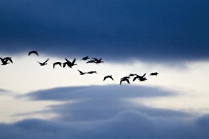 Barnacle Goose (Branta leucopsis) flock, in flight, silhouetted at dawn, Loch Gruinart RSPB Reserve, Islay, Inner Hebrides, Scotland, november