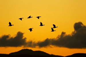 Barnacle Goose (Branta leucopsis) flock, in flight, silhouetted at dawn, Loch Gruinart RSPB Reserve, Islay, Inner Hebrides, Scotland, november