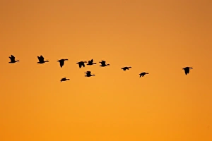 Barnacle Goose (Branta leucopsis) flock, in flight, silhouetted at dawn, Loch Gruinart RSPB Reserve, Islay, Inner Hebrides, Scotland, november