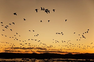 Barnacle Goose (Branta leucopsis) flock, in flight, silhouetted at sunrise, Loch Gruinart RSPB Reserve, Islay, Inner Hebrides, Scotland, november