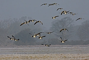 Barnacle Goose (Branta leucopsis) flock, in flight, landing on frosty feeding ground, Dumfries, Scotland, march