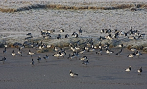 Barnacle Goose (Branta leucopsis) flock, standing on mud and frost covered grass at edge of tidal river, Dumfries, Scotland, march