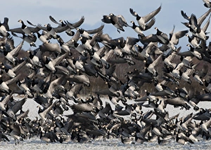 Barnacle Goose (Branta leucopsis) flock, in flight, taking off from snow covered pasture, Caerlaverock, Dumfries and Galloway, Scotland, december