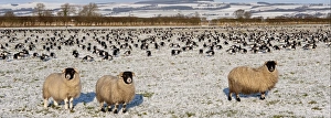 Barnacle Goose (Branta leucopsis) flock, grazing in snow covered pasture with sheep, Caerlaverock, Dumfries and Galloway, Scotland, december