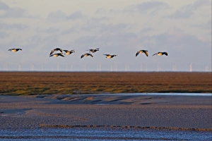 Barnacle Goose (Branta leucopsis) flock, in flight over mudflats and saltmarsh habitat, offshore windfarm in distance, Solway Firth, Caerlaverock, Dumfries, Scotland, november