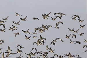 Barnacle Goose (Branta leucopsis) flock, in flight, Islay, Inner Hebrides, Scotland, november