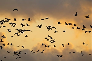 Barnacle Goose (Branta leucopsis) flock, in flight, silhouetted at sunrise, Islay, Inner Hebrides, Scotland, november