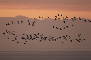 Barnacle Goose (Branta leucopsis) flock, in flight over estuary habitat, silhouetted at sunrise, Solway Firth