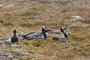 Spitzbergen Prints: Barnacle Goose (Branta leucopsis) four juveniles