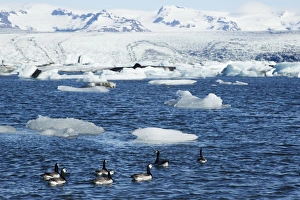 Swimming Prints: Barnacle Goose (Branta leucopsis) seven adults