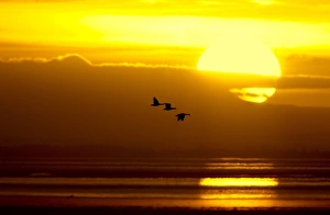 Caerlaverock Prints: Barnacle Goose (Branta leucopsis) three