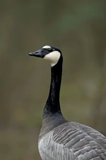 Barnacle Goose (Branta leucopsis) x Canada Goose (Branta canadensis) hybrid, adult, close-up of head and neck, Suffolk, England, february