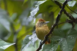 Barred Antshrike (Thamnophilus doliatus) adult female, perched on twig, Tobago, Trinidad and Tobago, October