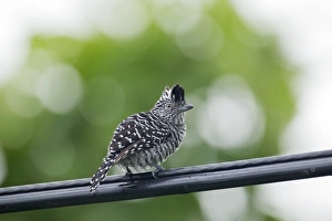 Lesser Antilles Prints: Barred Antshrike Thamnophilus doliatus adult male