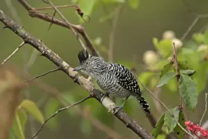 Mato Grosso Prints: Barred Antshrike (Thamnophilus doliatus radiatus) adult male