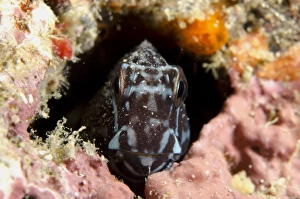 Sheltering Prints: Barred Blenny (Cirripectes polyzona) adult