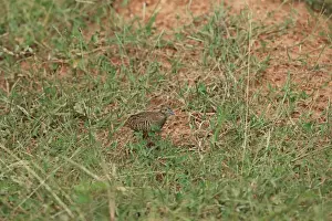 Barred Buttonquail (Turnix suscitator leggei) adult, walking amongst grass, Sri Lanka, February