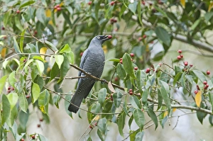 Queens Land Prints: Barred Cuckoo-shrike (Coracina lineata) adult