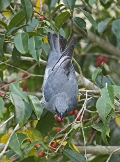 Barred Cuckoo-shrike (Coracina lineata) adult, feeding on figs in tree, Queensland, Australia