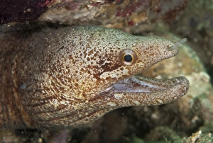 Barred-fin Moray (Gymnothorax zonipectus) adult, close-up of head, with mouth open, Ambon Island, Maluku Islands