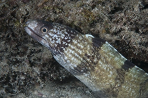 West Papua Prints: Barred Moray Eel (Echidna polyzona) adult
