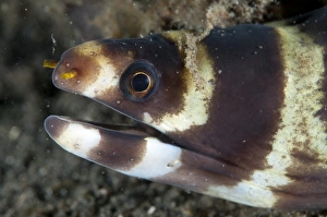 Barred Moray Eel (Echidna polyzona) adult, close-up of head, Lembeh Straits, Sulawesi, Sunda Islands, Indonesia, March