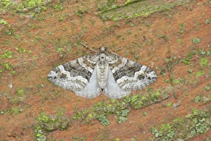 Geometridae Prints: Barred Rivulet (Perizoma bifaciata) adult, Essex, England