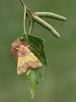 Leaves Prints: Barred Sallow (Tiliacea aurago) adult