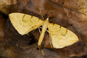 Geometridae Prints: Barred Straw Moth (Eulithis pyraliata) adult, resting on fallen leaves, Powys, Wales, July