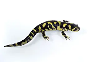 Salamanders Prints: Barred Tiger Salamander (Ambystoma mavortium) adult
