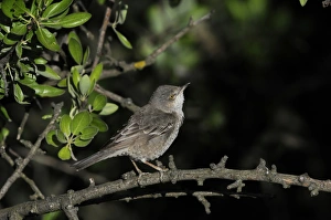 Barred Warbler (Sylvia nisoria) adult male, summer plumage, perched on twig, Lemnos, Greece, May