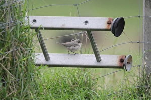 Fence Prints: Barred Warbler (Sylvia nisoria) immature