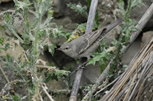 Warblers Prints: Barred Warbler (Sylvia nisoria) immature female