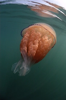 Barrel Jellyfish (Rhizostoma pulmo) adult, swimming near surface, Kimmeridge Bay, Isle of Purbeck, Dorset, England, May