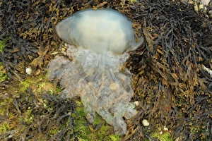 Corpses Prints: Barrel Jellyfish (Rhizostoma pulmo) dead adult