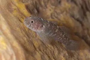 Komodo Prints: Barrel-sponge Ghostgoby (Pleurosicya labiata) adult
