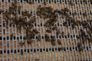 Frame Prints: A barrier is placed between the brood frames in the lower part of the hive and the upper super frames
