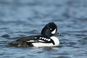 Barrows Goldeneye (Bucephala islandica) adult male, breeding plumage, swimming, Iceland, June