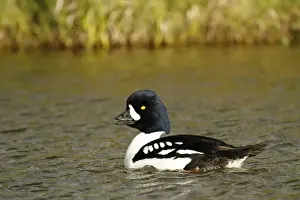 Swimming Prints: Barrows Goldeneye (Bucephala islandica) adult male