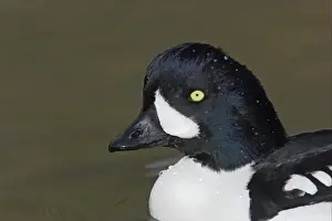 Goldeneye Prints: Barrow's Goldeneye (Bucephala islandica) adult male