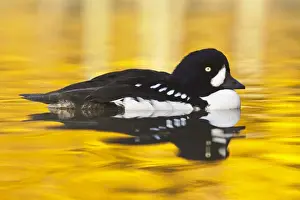 Barrow's Goldeneye (Bucephala islandica) adult male, in breeding plumage, swimming (captive)