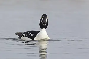 Barrows Goldeneye (Bucephala islandica) adult male, calling, swimming on river, Myvatn, Iceland, May