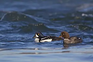 Barrows Goldeneye (Bucephala islandica) adult pair, swimming on river, Myvatn, Iceland, May