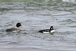 Barrows Goldeneye (Bucephala islandica) adult pair, swimming on river, Myvatn, Iceland, May