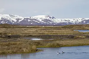 Barrows Goldeneye (Bucephala islandica) adult pair, swimming on river in habitat