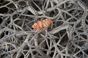 Crustaceans Prints: Basket Star Shrimp (Periclimenes lanipes) adult